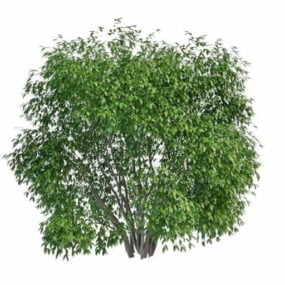 Grands arbustes à feuilles persistantes modèle 3D