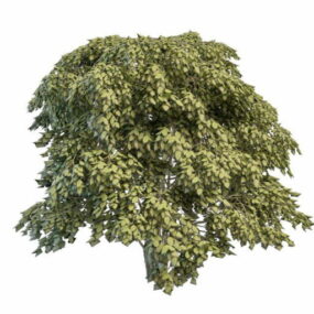Staphylea Bladdernut Tree 3d model