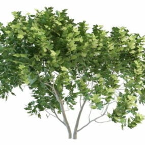 European Maple Tree 3d model