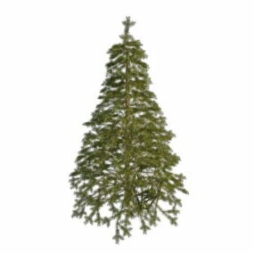 דגם 3D Spruce Pine Tree