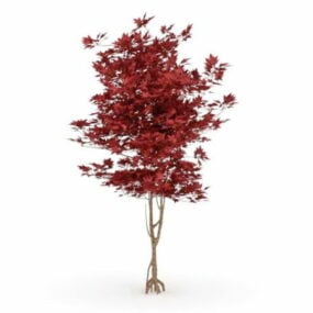 דגם 3D של עץ מייפל אדום יפני