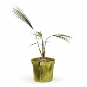 Sapling Of Palm Tree In Pot 3d model
