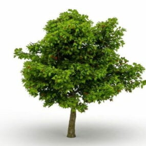 עץ ליצ'י עם פרי דגם תלת מימד