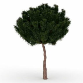 White Pine Tree 3d-model