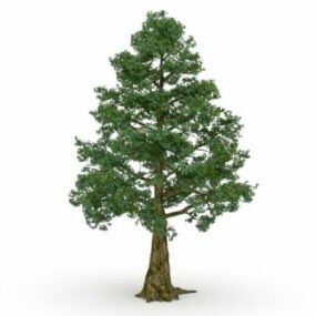 مدل سه بعدی درخت سرو بوتان