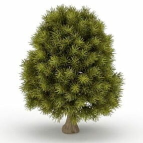 Model 3d Pokok Cypress Kerdil