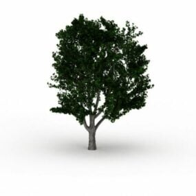 चीनी शहतूत का पेड़ 3डी मॉडल