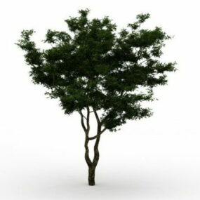 ブリガローの木3Dモデル