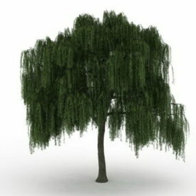 American Willow 3d-modell