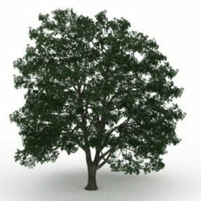 Modelo 3D da árvore Basswood americana