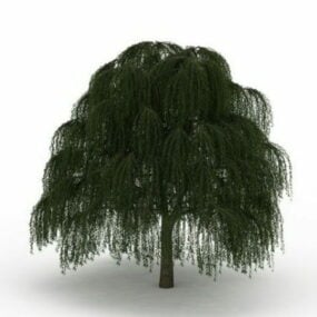 Babylon Weeping Willow Tree 3d model