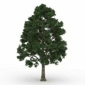 Model 3D Pohon Maple Cappadocian