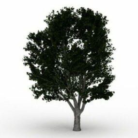 プリリの木3Dモデル