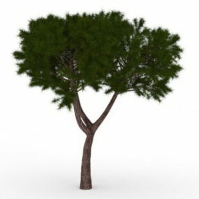 Pinyon Tree 3d model