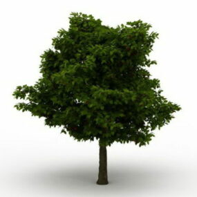 सामान्य पर्णपाती वृक्ष 3डी मॉडल