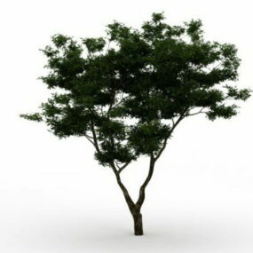 द्विभाजित वृक्ष 3डी मॉडल