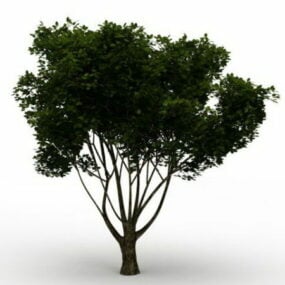 American Yew Tree 3d model