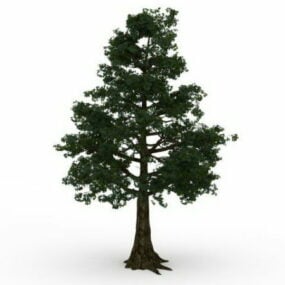 老红豆杉树3d模型