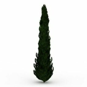 Pencil Cypress Tree 3d-modell
