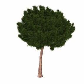 مدل سه بعدی درخت کاج مخروطی