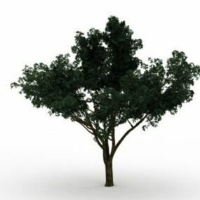 Big Green Tree 3d model