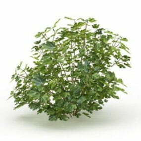 绿色药草植物3d模型