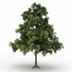 Sessile Oak Tree 3d-model