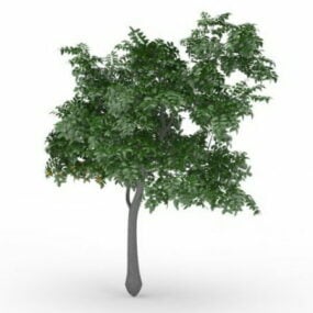 फलों के साथ नींबू का पेड़ 3डी मॉडल