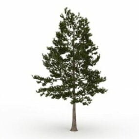 نموذج ثلاثي الأبعاد لشجرة الصنوبر دائمة الخضرة