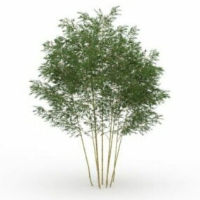 Phyllostachys Bambus 3D-Modell