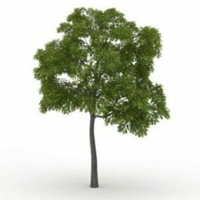 Model 3d Pohon Kenari Hitam Timur