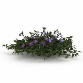 Model 3d Vinca Difformis Flowering Subshrub