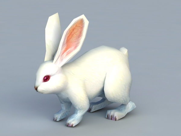 하얀 토끼