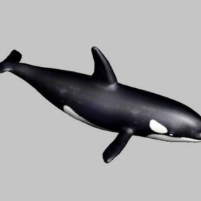 Grampus Whale Rig 3d μοντέλο