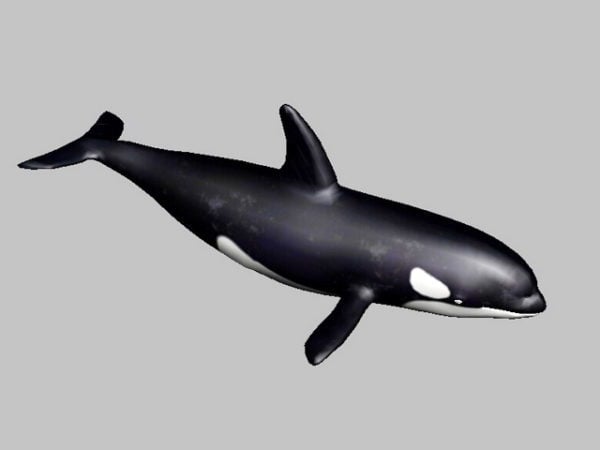 Rig Whale Grampus