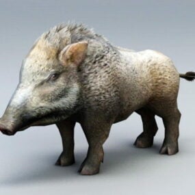 نموذج الخنزير البري ثلاثي الأبعاد