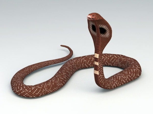 Brown Cobra Snake
