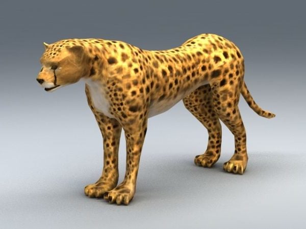 Africký gepard