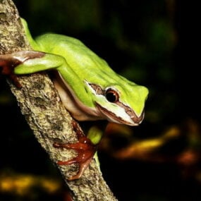 דגם תלת מימד של צפרדע עץ ירוק