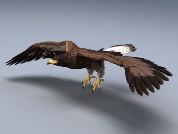 Animated Bald Eagle Rig