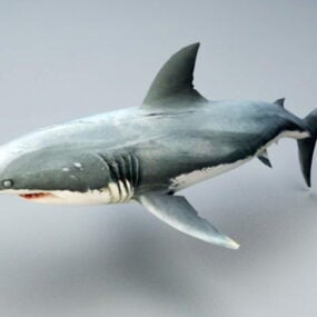 דגם 3D Great White Shark