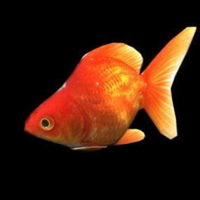 Orange Goldfish 3d model