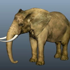 Asiatisk elefant 3d-modell