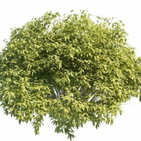 Krzewy Płonąca roślina krzewiasta Model 3D