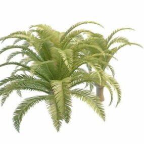 Plant Dwarf Date Palm Trees 3d model