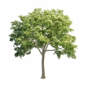 Model 3d Pokok Elm Putih Tumbuhan
