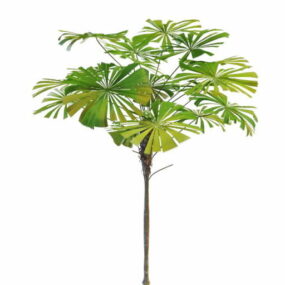 צמח עץ דקל לטניה דגם תלת מימד