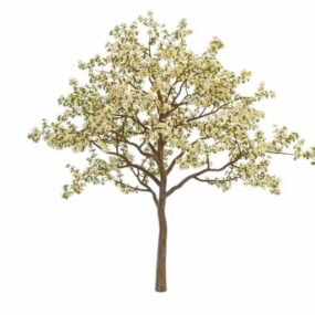 Model 3d Pokok Epal Tumbuhan Musim Bunga Mekar
