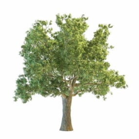 植物俄勒冈白橡树3d模型