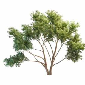 ปลูกต้นไม้ประดับต้นพีชโมเดล 3 มิติ
